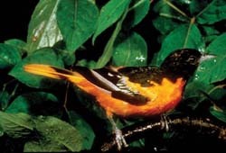 oriole oriole