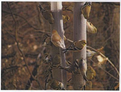Leucistic American Goldfinch Craig Flockerzie