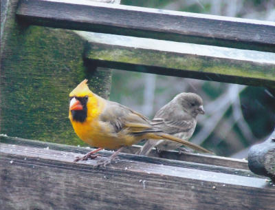 Yellow Cardinal - Tom Ruggles