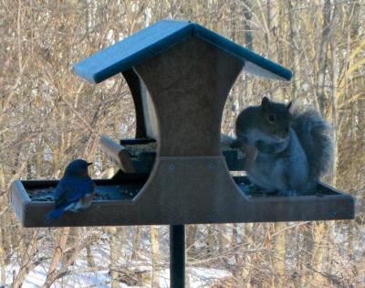 Squirrel and Bluedbird Michael Peirce 3/2009