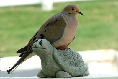Turtle Dove - Barbara McDermott - 3/2009