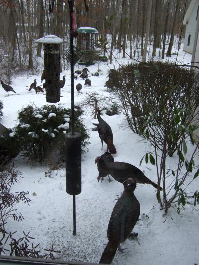 Wild Turkeys Linda_Martin 03/2009