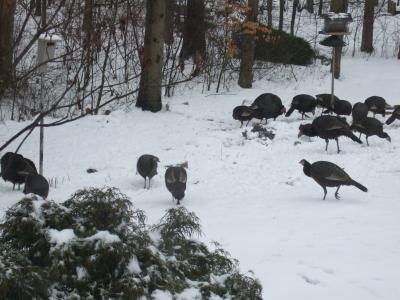 Wild Turkeys2 Linda_Martin 03/2009