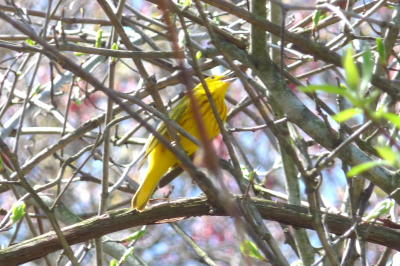 Yellow Warbler-EarlDecker-April09