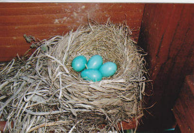 Baby Robins_Dottie Lee_May 2009