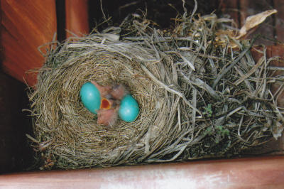 Baby Robins_Dottie Lee_May 2009