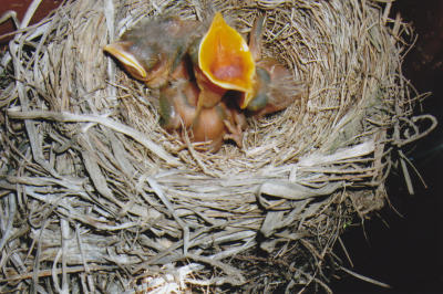 Baby Robins_Dottie Lee_May2009