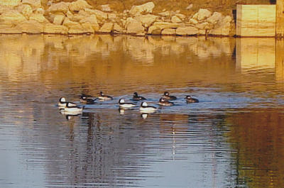 Ducks_Michelle_June2009