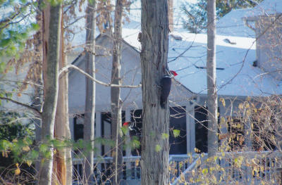 pileatedwoodpecker sherri etheridge 6/2009