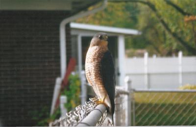 Hawk_LarryGlasgow_073109