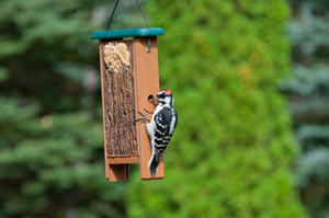 TreeNutty Woodpecker Feeder TreeNutty Woodpecker Feeder