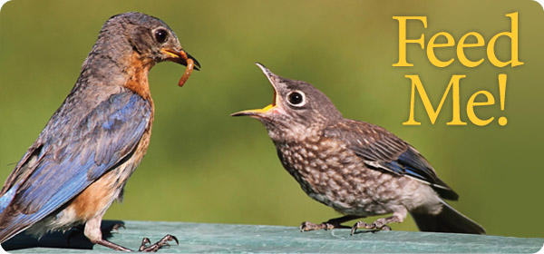 Feed Me Feed Me