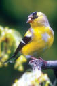 Goldfinch Molting