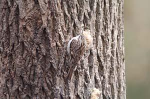 Brown Creeper